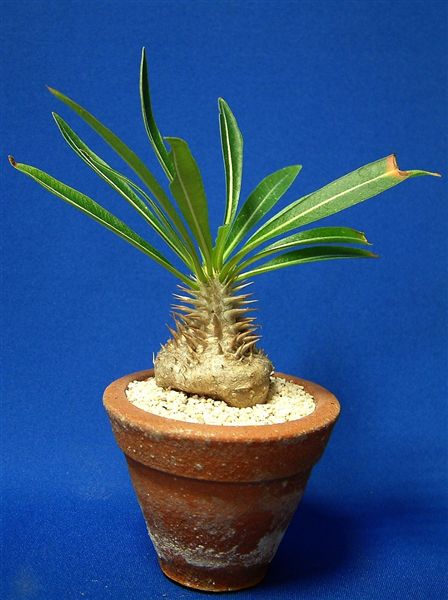 Pachypodium rosulatum var. inopinatum ̎ʐ^