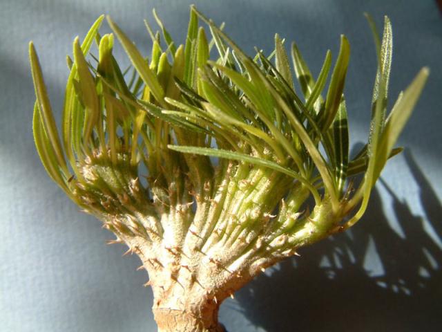 Pachypodium rosulatum cristata̎ʐ^