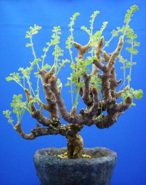 Pelargonium alternans ̎ʐ^