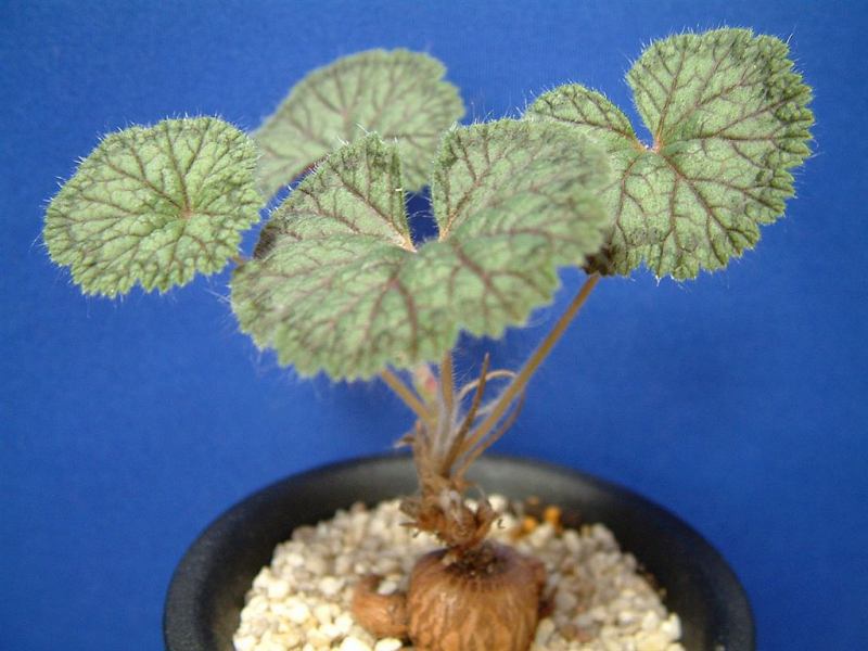 Pelargonium barklyi ̎ʐ^