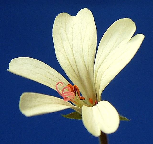 Pelargonium barklyi flower̎ʐ^