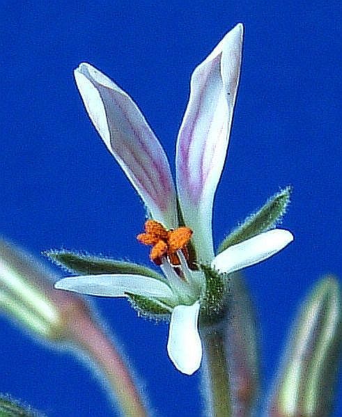 Pelargonium campestre flower̎ʐ^
