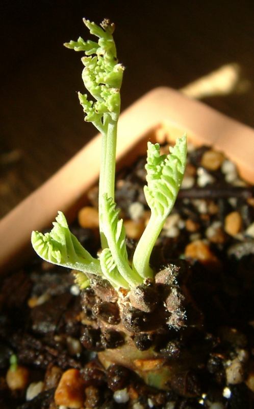 Pelargonium ferulaceum ̎ʐ^