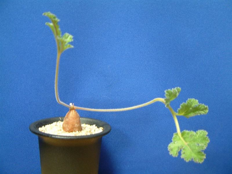 Pelargonium lobatum ̎ʐ^