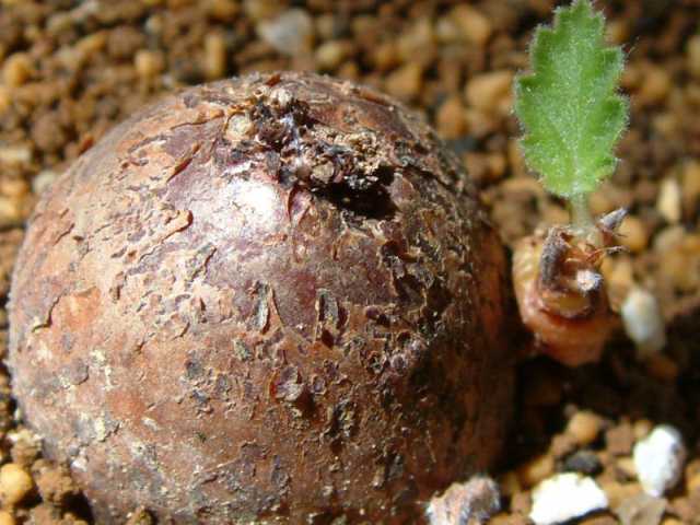 Pelargonium luridum ̎ʐ^