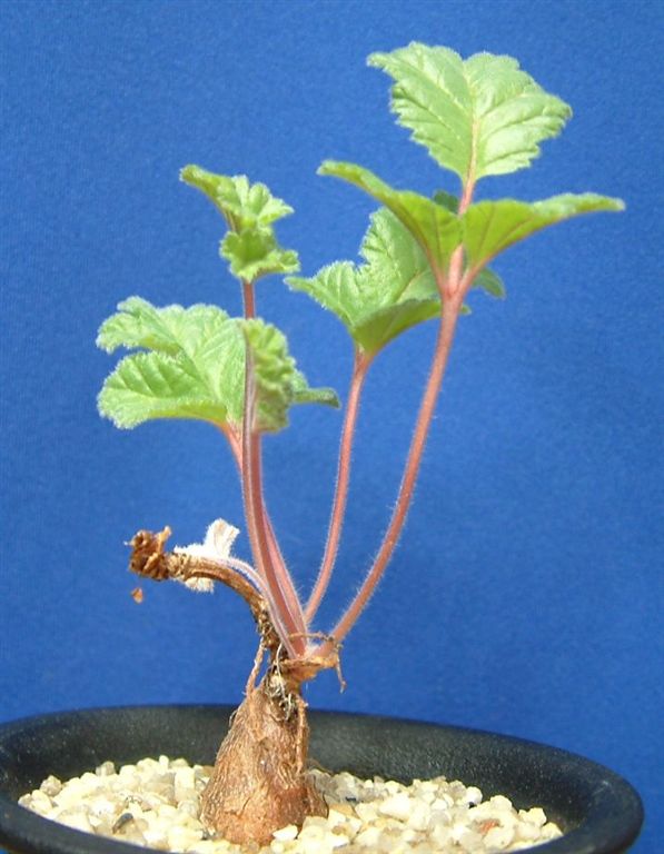 Pelargonium radulifolium ̎ʐ^