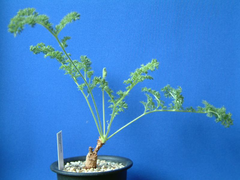 Pelargonium triste ̎ʐ^
