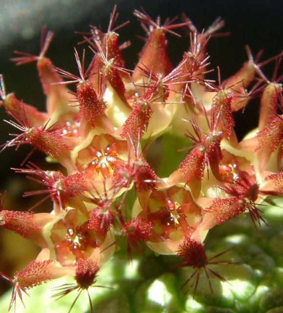 Pseudolithos sphaericum flower
