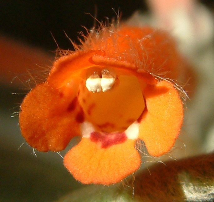 Sinningia leucotricha flower