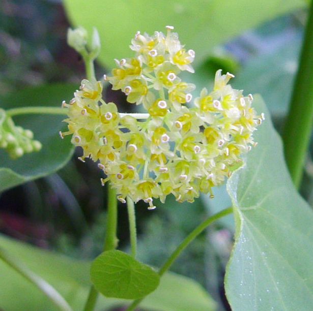 Stephania venosa flowerの写真