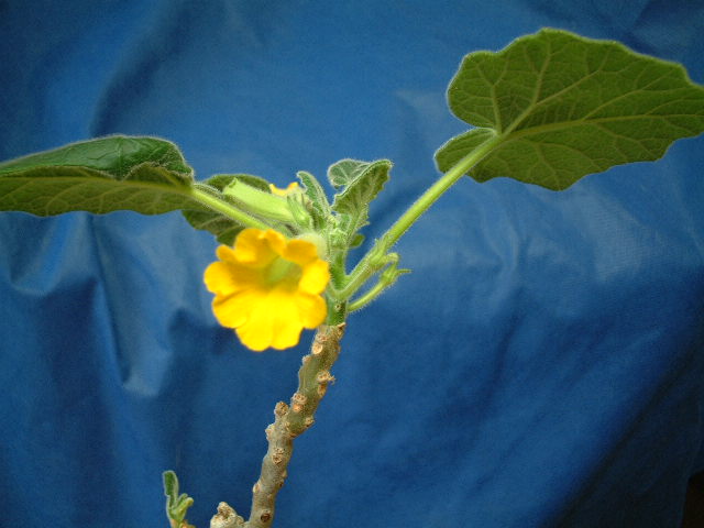 Uncarina roeoesliana flower�̎ʐ^
