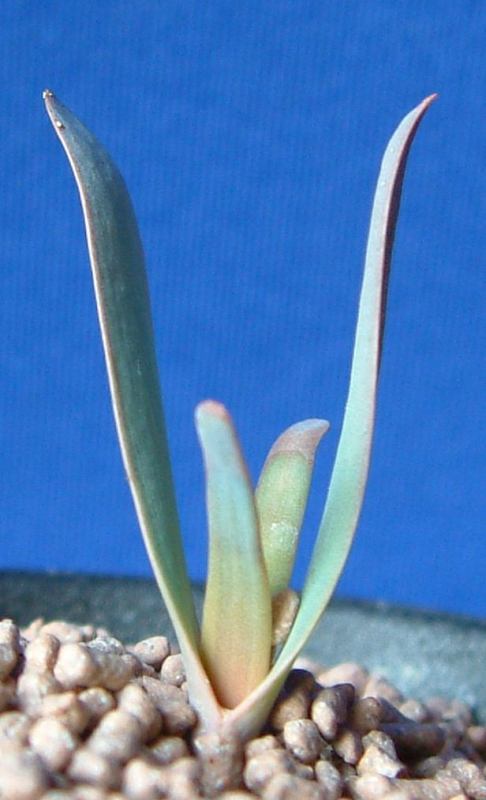 Welwitschia mirabilis seeding