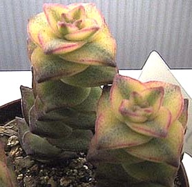 Crassula perforata var. variegata の写真
