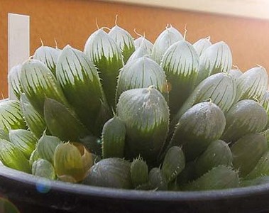 Haworthia obtusa ̎ʐ^