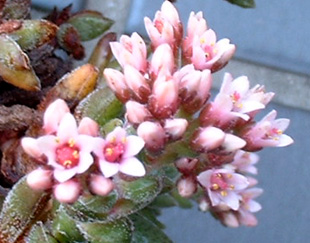 Crassula hirta flowerの写真