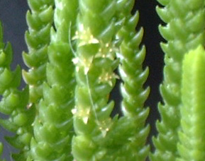 Crassula lycopodioides var.  pseudolycopodioides flowerの写真