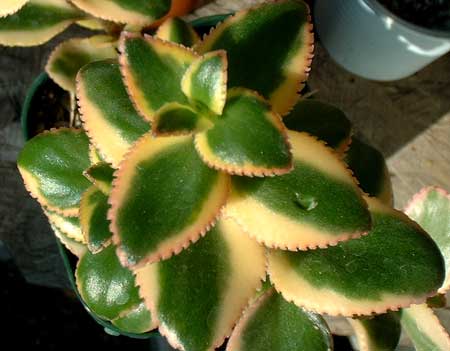 Crassula sarmentosa variegataの写真