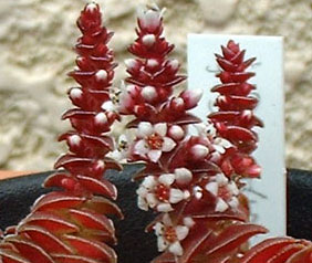 Crassula tabularis flowerの写真