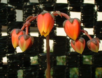 Echeveria purpusorum flower