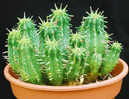 Euphorbia aggregata ̎ʐ^