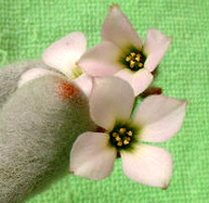 Kalanchoe eriophylla flower