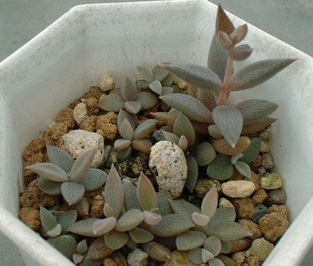 Lenophyllum texanum ̎ʐ^