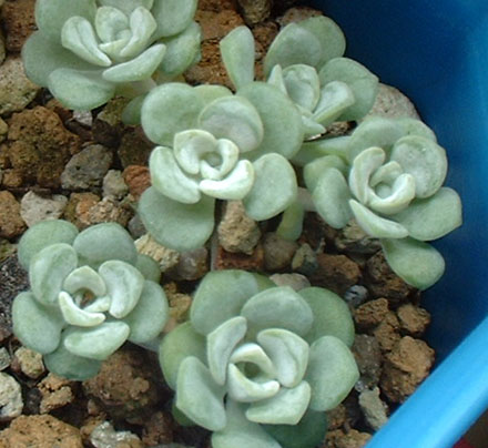 Sedum spathulifolium ssp. pruinosum cv. Cape blanco 