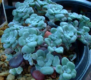 Sedum spathulifolium cv. purpureum  