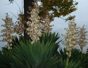 Yucca gloriosa ̎ʐ^