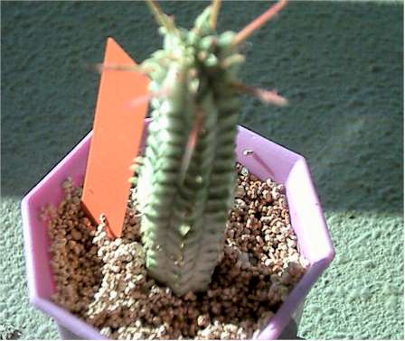 Euphorbia mammillaris cv.'Variegata' ̎ʐ^