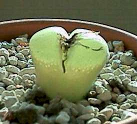 Ophthalmophyllum spathulatum ̎ʐ^
