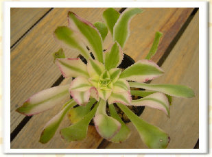 Aeonium arboreum cv. variegata 