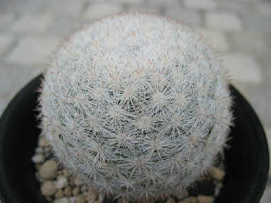 Mammillaria candida var. rosea �̎ʐ^
