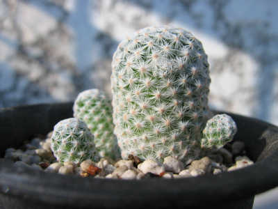 Mammillaria herrerae �̎ʐ^