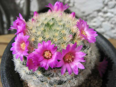 Mammillaria laui flower�̎ʐ^