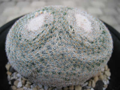 Mammillaria microthele ̎ʐ^