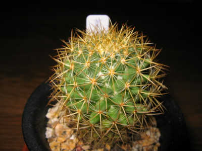 Mammillaria rhodantha var. silphurea ̎ʐ^