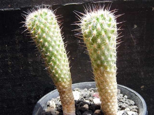 Gymnocactus mandragora ̎ʐ^