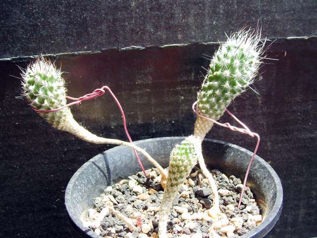 Gymnocactus subterraneus ̎ʐ^