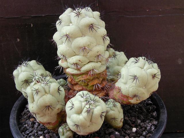 Ortegocactus macdougallii ̎ʐ^