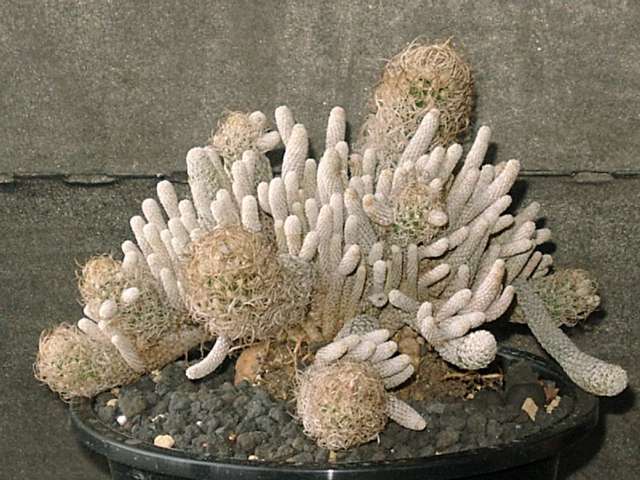 Turbinicarpus minima �̎ʐ^