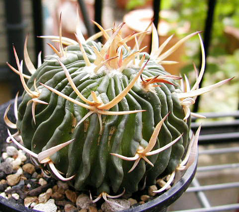 Echinofossulocactus pentacanthus ̎ʐ^