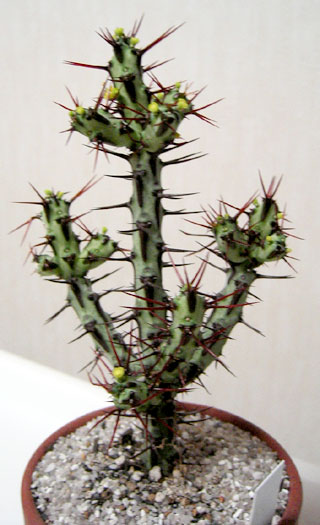 Euphorbia aeruginosa ̎ʐ^