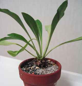 Euphorbia bupleurfolia ̎ʐ^