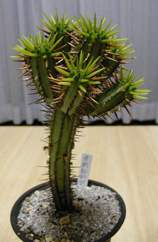 Euphorbia enopla h^Cv̎ʐ^