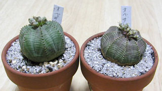 Euphorbia obesa ̎ʐ^