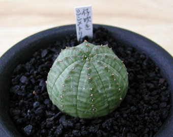 Euphorbia symmetrica ̎ʐ^