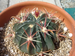 Ferocactus latispinus ̎ʐ^