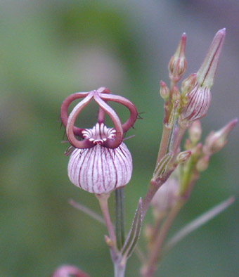 Ceropegia dimorpha flower