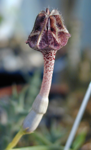 Ceropegia nilotica flower�̎ʐ^